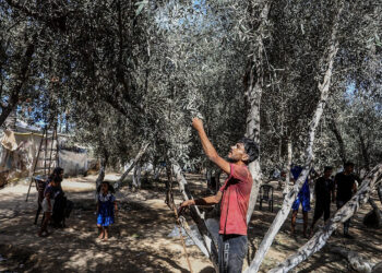 Ισραήλ: Απέλασε 32 ακτιβιστές που βοηθούσαν Παλαιστίνιους στο μάζεμα της ελιάς στη Δυτική Όχθη