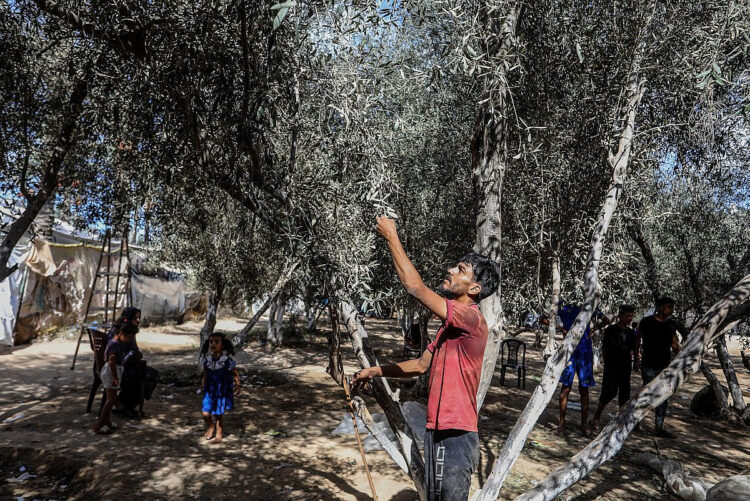 Ισραήλ: Απέλασε 32 ακτιβιστές που βοηθούσαν Παλαιστίνιους στο μάζεμα της ελιάς στη Δυτική Όχθη