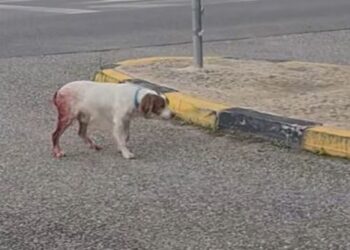 Σοκ στην Ηλεία: Βασάνισαν και κακοποίησαν σεξουαλικά σκύλο