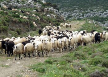 Ο θάνατος της ελληνικής κτηνοτροφίας