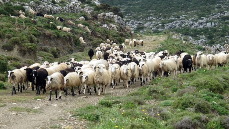 Ο θάνατος της ελληνικής κτηνοτροφίας