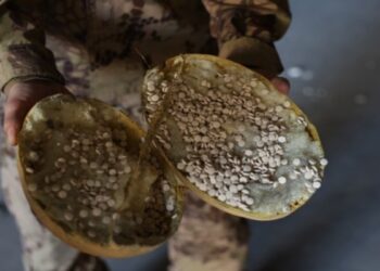 Τα χάπια των τζιχαντιστών: Κατάσχεση 12 εκατ. Captagon στη Συρία