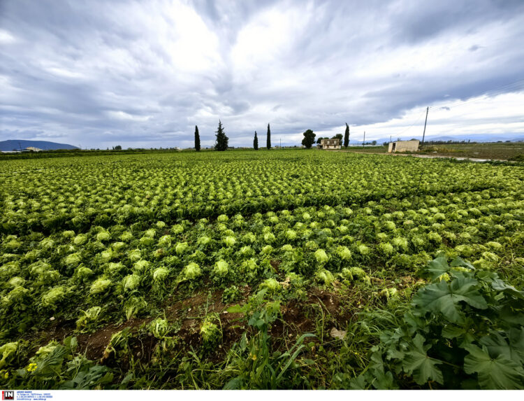 Deutsche Welle – Handelsblatt: Θα χάσει η Αθήνα επιδοτήσεις λόγω ΟΠΕΚΕΠΕ;