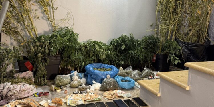 Τροιζηνία: Τρία εργαστήρια κάνναβης εντόπισε η Αστυνομία – Επτά συλλήψεις