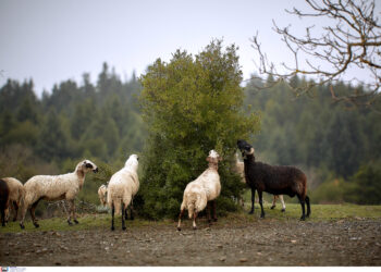 Ευλογιά αιγοπροβάτων: Σε ολόκληρο νομό Δράμας δεν υπάρχει απολυμαντικός σταθμός!