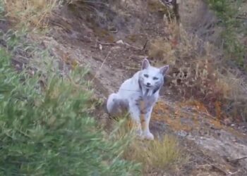 Φωτογράφος απαθανάτισε για πρώτη φορά στην ιστορία λευκό ιβηρικό λύγκα στην Ισπανία