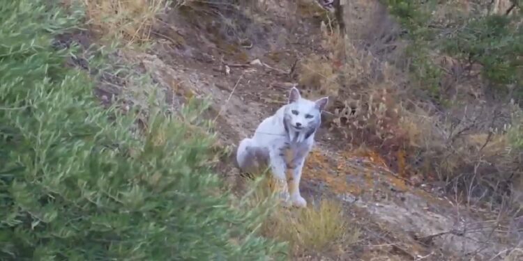 Φωτογράφος απαθανάτισε για πρώτη φορά στην ιστορία λευκό ιβηρικό λύγκα στην Ισπανία