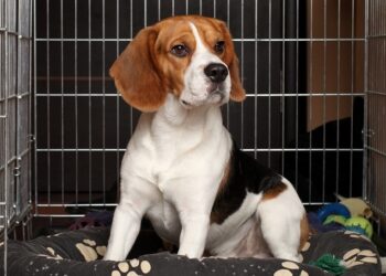 Αποσκευές” τα κατοικίδια στις πτήσεις – Τι σηματοδοτεί η απόφαση του Ευρωδικαστηρίου