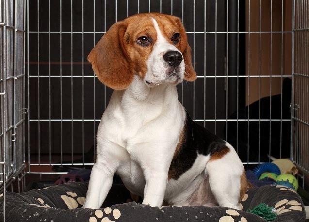 Αποσκευές” τα κατοικίδια στις πτήσεις – Τι σηματοδοτεί η απόφαση του Ευρωδικαστηρίου