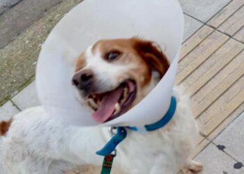 Ηλεία: Σώθηκε το σκυλάκι που κακοποιήθηκε βάναυσα