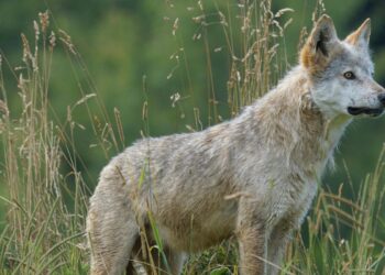 Επιβεβαιώθηκε στην Ελλάδα το πρώτο υβρίδιο σκύλου και λύκου