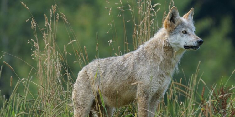 Επιβεβαιώθηκε στην Ελλάδα το πρώτο υβρίδιο σκύλου και λύκου