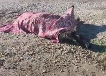 Αγρίνιο: Χτυπημένο άλογο μένει αβοήθητο για ώρες μετά από τροχαίο (βίντεο)