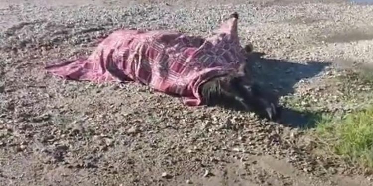 Αγρίνιο: Χτυπημένο άλογο μένει αβοήθητο για ώρες μετά από τροχαίο (βίντεο)