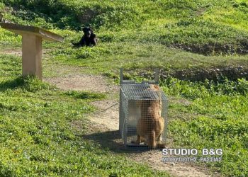 Άργος: Βαριά τραυματισμένη 17χρονη μετά από επίθεση αδέσποτων σκύλων
