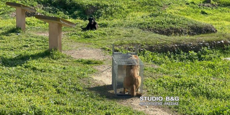 Άργος: Βαριά τραυματισμένη 17χρονη μετά από επίθεση αδέσποτων σκύλων