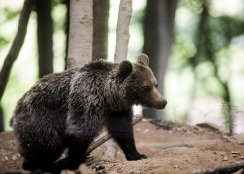 Αποτροπιασμός στη Δράμα: Πυροβόλησαν και αποκεφάλισαν αρκούδα