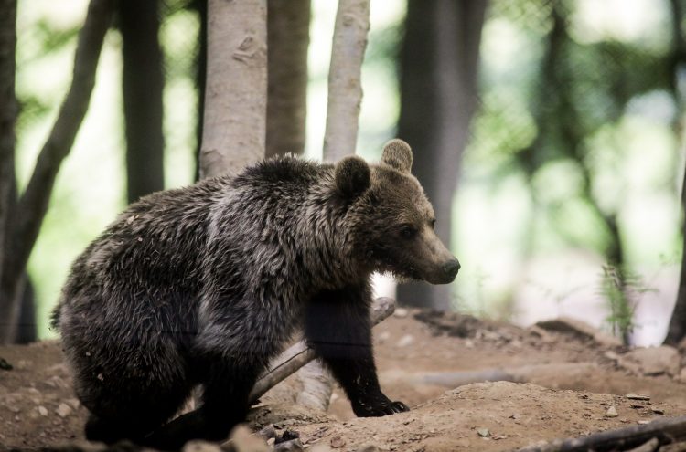 Αποτροπιασμός στη Δράμα: Πυροβόλησαν και αποκεφάλισαν αρκούδα