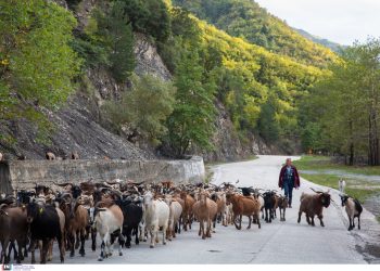 Θερίζει η ευλογιά τα κοπάδια, θανατώθηκαν 400.000 αιγοπρόβατα!