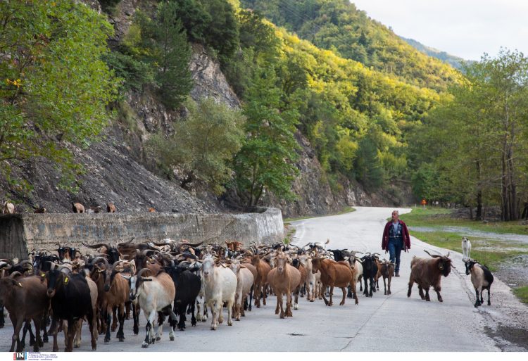 Θερίζει η ευλογιά τα κοπάδια, θανατώθηκαν 400.000 αιγοπρόβατα!  