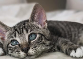 Θεσσαλονίκη: Ζευγάρι με 50 γάτες και έλεγε ότι τις έχει για να τις… φάει