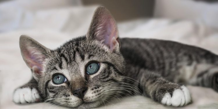 Θεσσαλονίκη: Ζευγάρι με 50 γάτες και έλεγε ότι τις έχει για να τις… φάει