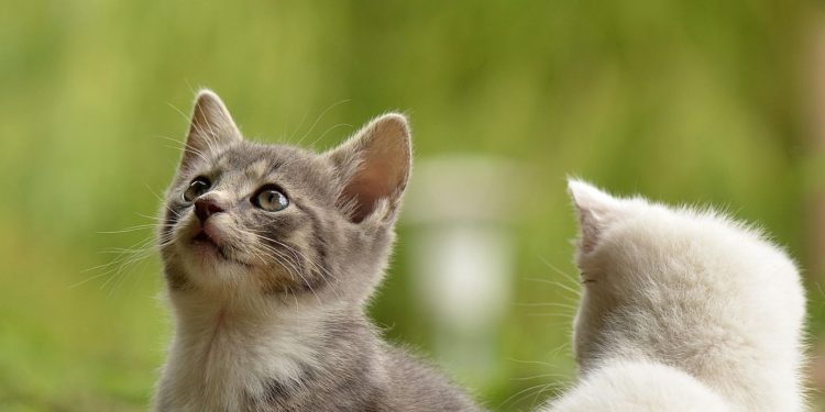 Σητεία: Συνελήφθη 58χρονη που είχε 23 γάτες σε άθλιες συνθήκες