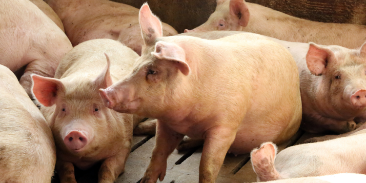Συναγερμός στην Ισπανία: Εντοπίστηκαν νέα κρούσματα αφρικανικής πανώλης των χοίρων