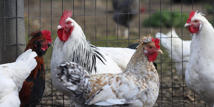 «Καμπανάκι» ειδικών για τη γρίπη των πτηνών – Αυξάνονται τα κρούσματα