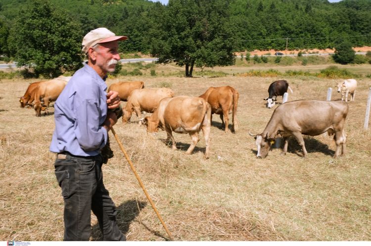 Παγκόσμια πρωτοτυπία: Γραμμή ψυχολογικής υποστήριξης κτηνοτρόφων