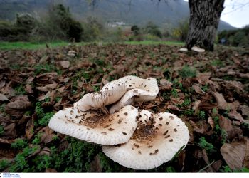 Στην Ιταλία εκτάκτως το ζευγάρι που δηλητηριάστηκε από μανιτάρια