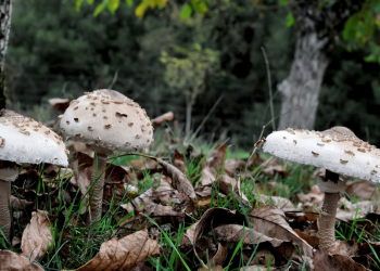 Σε κρίσιμη κατάσταση το ζευγάρι που δηλητηριάστηκε από μανιτάρια – Όσα είπε ο γιος τους