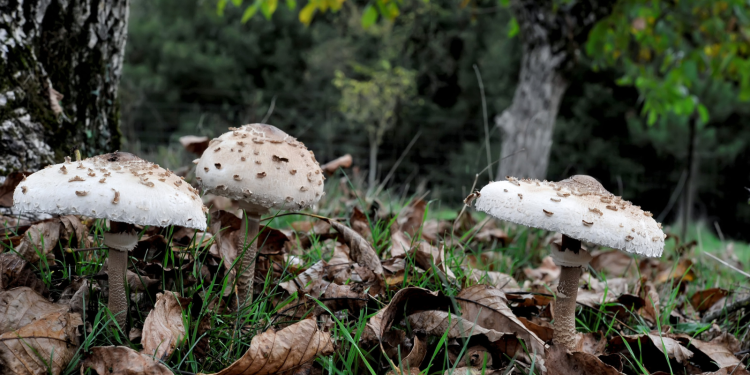 Σε κρίσιμη κατάσταση το ζευγάρι που δηλητηριάστηκε από μανιτάρια – Όσα είπε ο γιος τους
