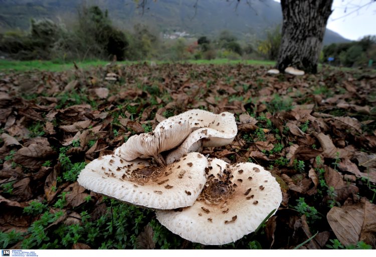 Στην Ιταλία εκτάκτως το ζευγάρι που δηλητηριάστηκε από μανιτάρια
