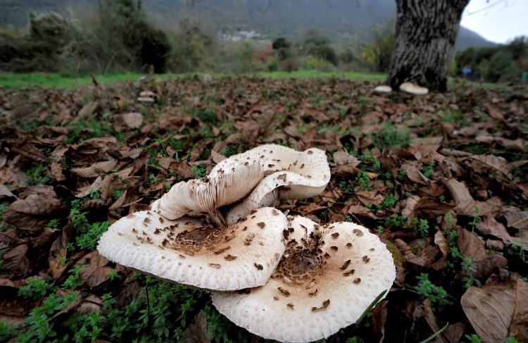 Στην Ιταλία εκτάκτως το ζευγάρι που δηλητηριάστηκε από μανιτάρια
