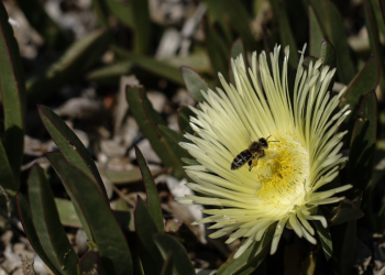 Σοκ στη Φθιώτιδα: 50χρονος πέθανε από τσίμπημα μέλισσας