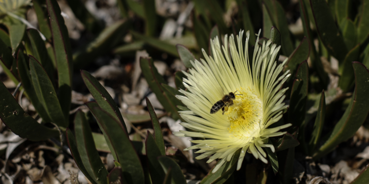 Σοκ στη Φθιώτιδα: 50χρονος πέθανε από τσίμπημα μέλισσας