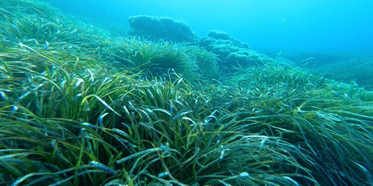 Γέμισαν μικροπλαστικά οι θάλασσες της Ελλάδας