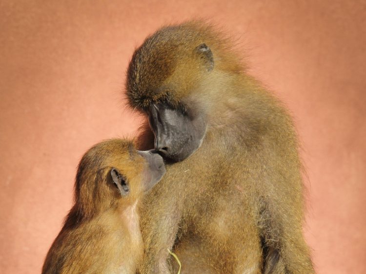 Το πρώτο φιλί δόθηκε 20 εκατομμύρια χρόνια πριν τον Homo sapiens