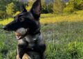 Πέθανε ο σκύλος-ανιχνευτής Echo της ομάδας Anubis K9 – Συγκίνηση και ερωτήματα για τις συνθήκες