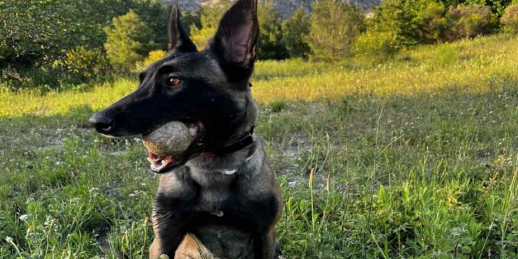 Πέθανε ο σκύλος-ανιχνευτής Echo της ομάδας Anubis K9 – Συγκίνηση και ερωτήματα για τις συνθήκες