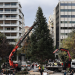 Την Πέμπτη η φωταγώγηση του χριστουγεννιάτικου δέντρου στο Σύνταγμα