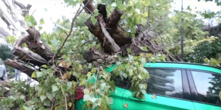 Θεσσαλονίκη: Δύο πτώσεις δέντρων λόγω της κακοκαιρίας