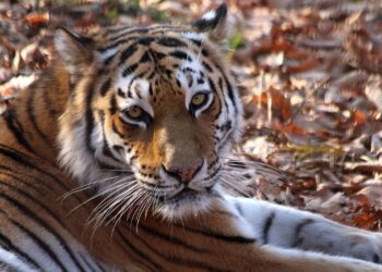 Η απειλή πείνας οδηγεί τίγρεις σε θανατηφόρες επιθέσεις στη Σιβηρία
