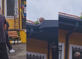 Το πουλί που… έπαιξε μπάλα για τις μαθήτριες (βίντεο)