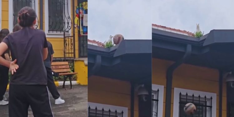 Το πουλί που… έπαιξε μπάλα για τις μαθήτριες (βίντεο)