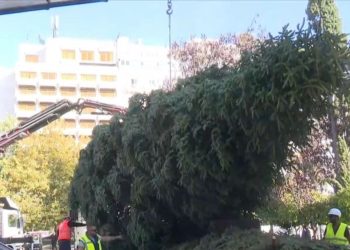 Στο Σύνταγμα το χριστουγεννιάτικο δέντρο από τη Βυτίνα