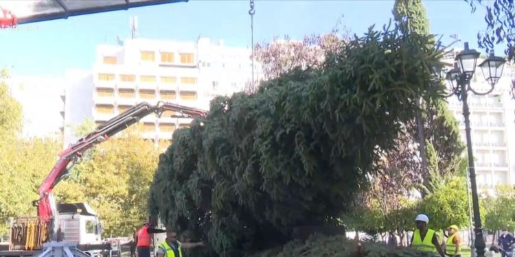 Στο Σύνταγμα το χριστουγεννιάτικο δέντρο από τη Βυτίνα