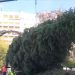 Στο Σύνταγμα το χριστουγεννιάτικο δέντρο από τη Βυτίνα