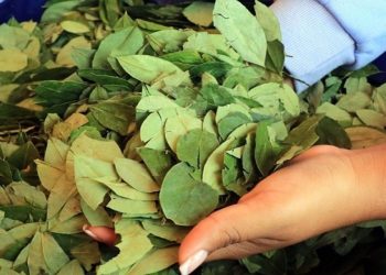 Βολιβία: Η επιφάνεια των καλλιεργειών κόκας αυξήθηκε κατά 10% το 2024